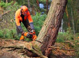 Best Hazardous Tree Removal  in Franklin, NJ