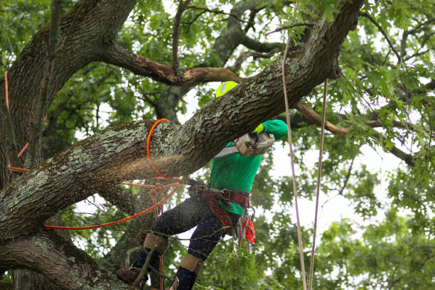 Trusted Franklin, NJ Tree Removal Services Experts