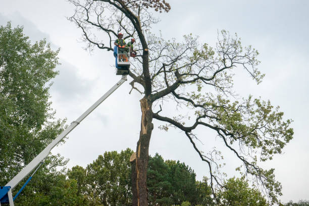 Best Lot and Land Clearing  in Franklin, NJ