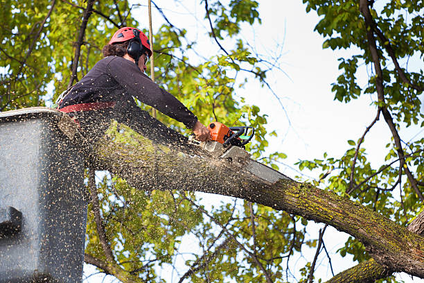 How Our Tree Care Process Works  in  Franklin, NJ